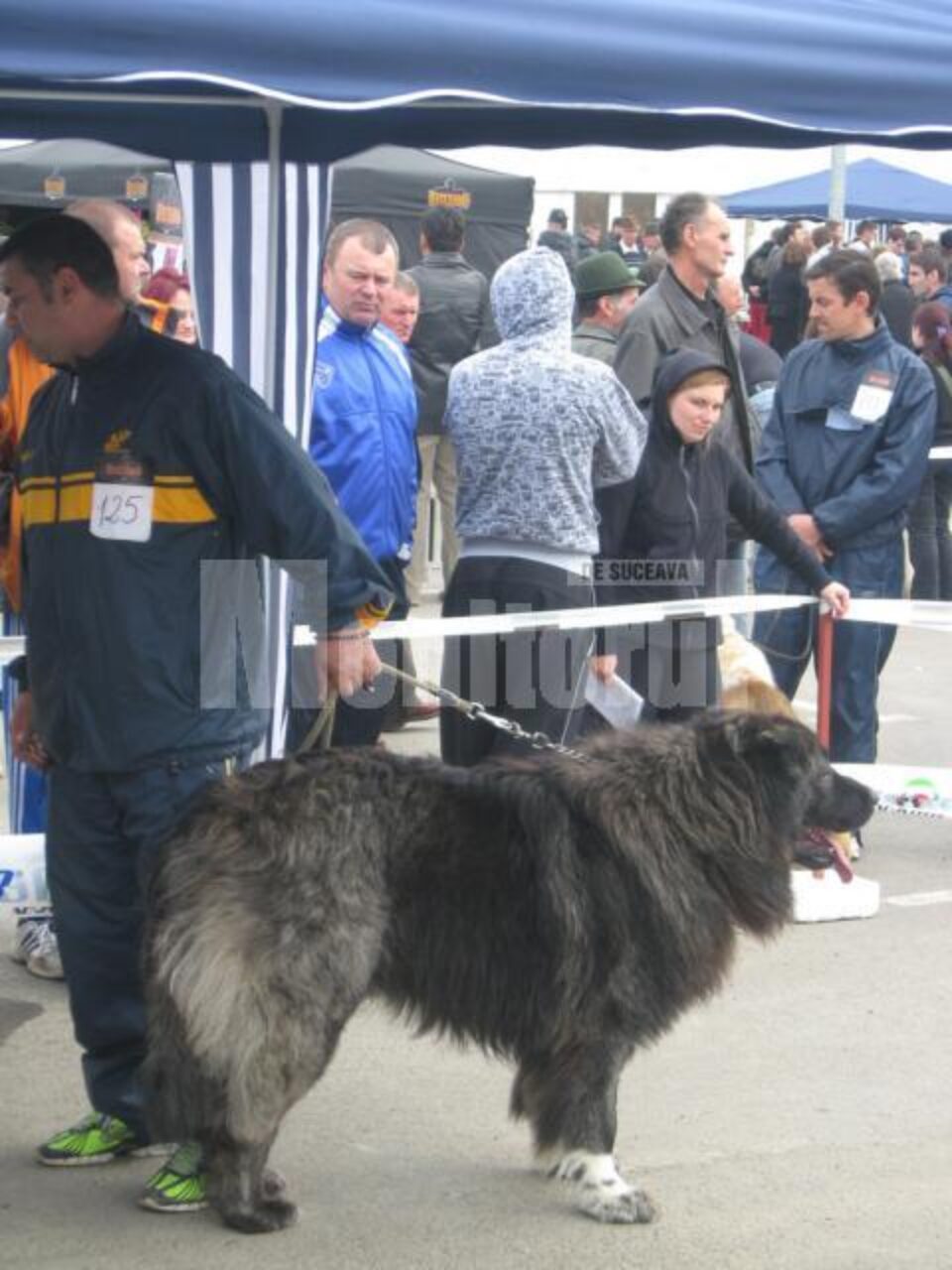 La Shopping City Suceava: Câinii de rasă, vedete ale unui concurs național de frumusețe
