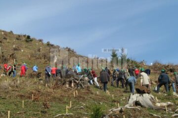1.400 de voluntari au participat la împădurirea unei suprafețe de 6,7 hectare de teren