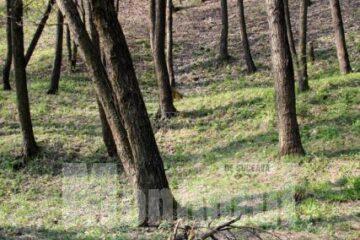 Cei care nu vor strânge gunoaiele în urma lor riscă amenzi între 200 și 2.000 de lei