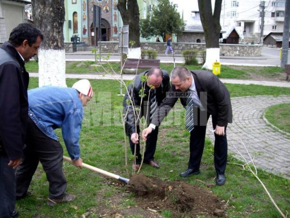 Plantarea puieților de călin la Gura Humorului
