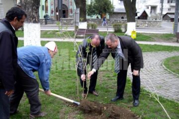 Plantarea puieților de călin la Gura Humorului