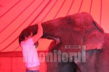 Animale de la Safari Circus