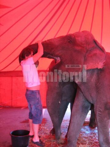 Animale de la Safari Circus