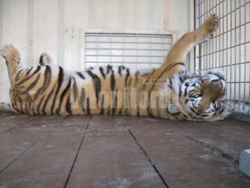 Circul Safari revine: 70 de animale exotice, vedetele unui senzațional spectacol de circ