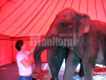 Circul Safari revine: 70 de animale exotice, vedetele unui senzațional spectacol de circ
