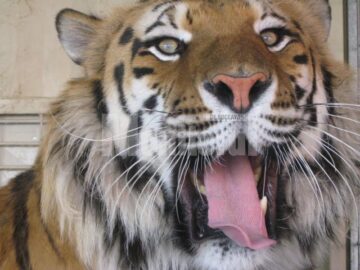 Circul Safari revine: 70 de animale exotice, vedetele unui senzațional spectacol de circ