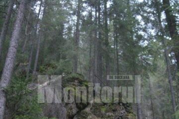 Controale în pădure