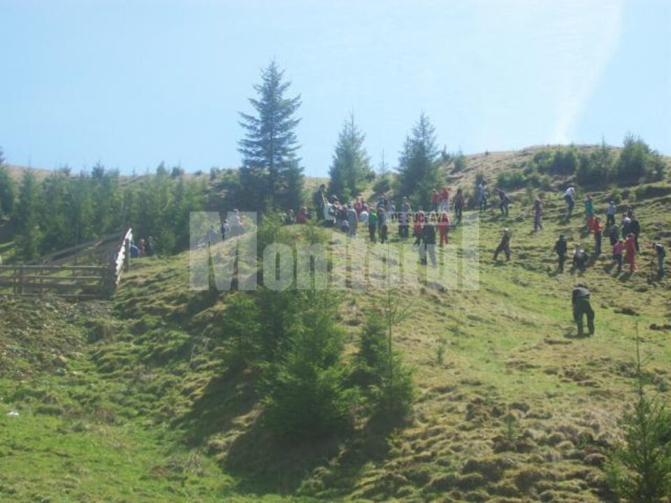 Acțiune: Elevii din Vatra Moldoviței au plantat 2.000 de arbori în zona mănăstirii