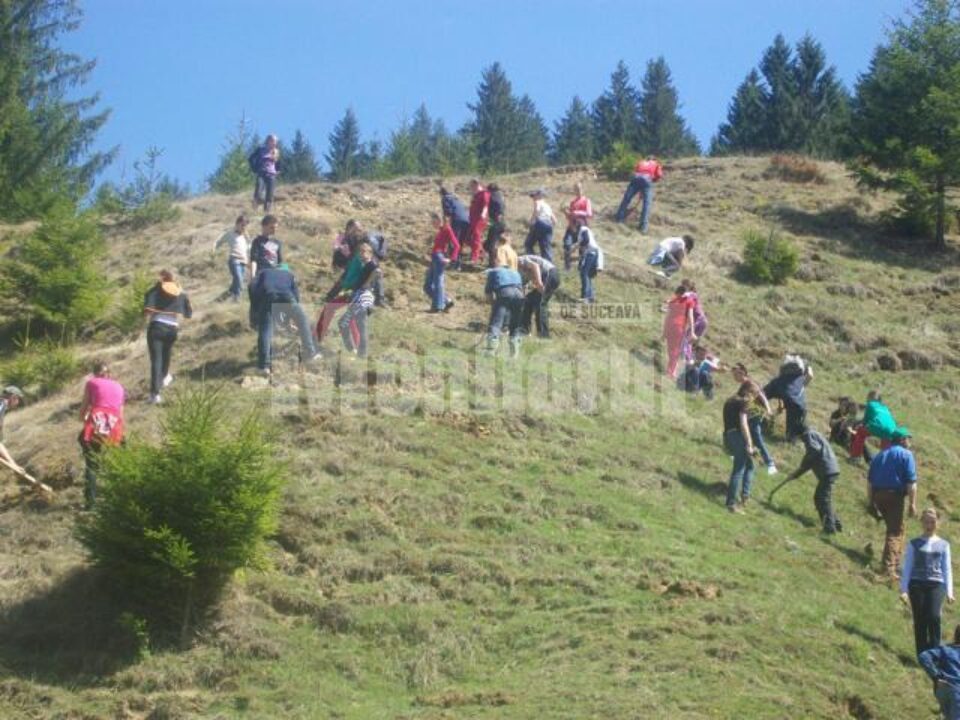 Elevii din Vatra Moldoviței au plantat 2.000 de arbori