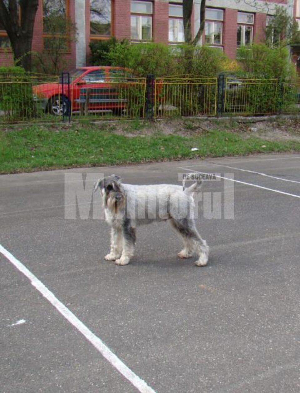 Schnauzerul Alma