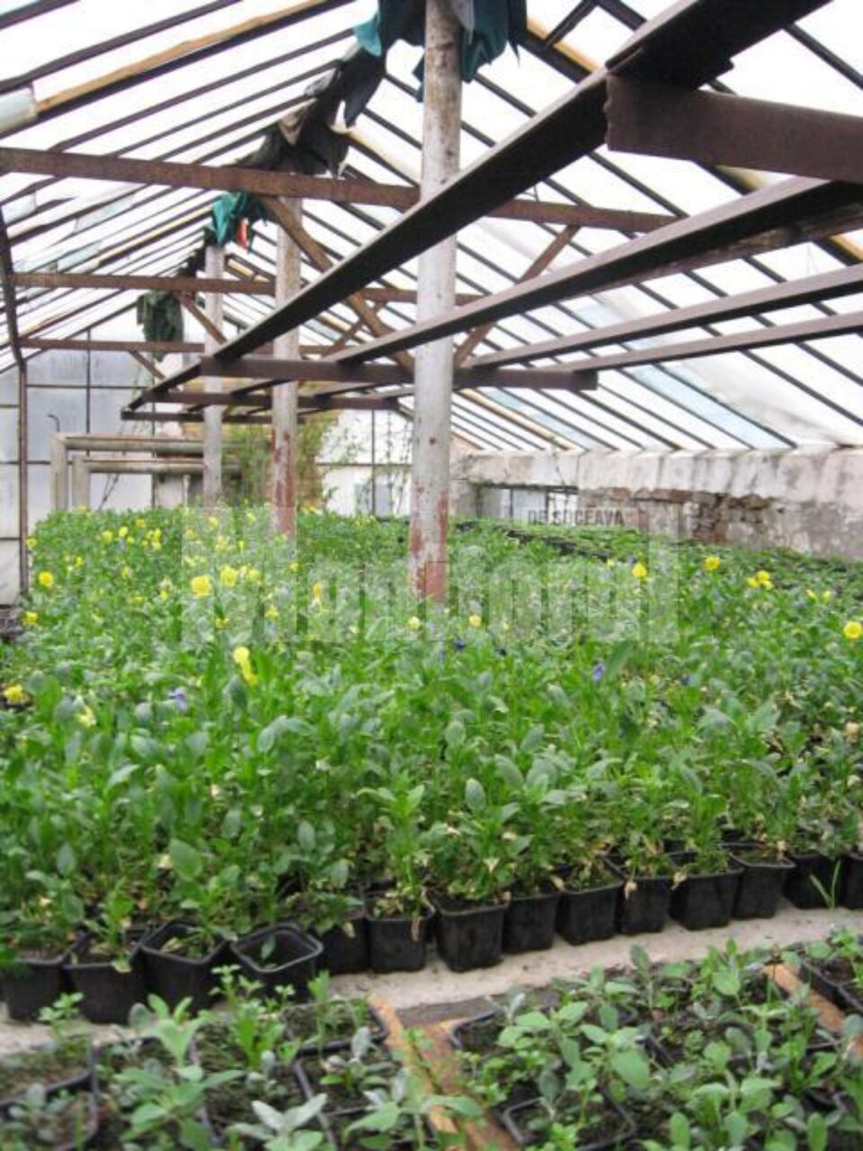 Panseluțe pregătite pentru a fi plantate pe marginea străzilor