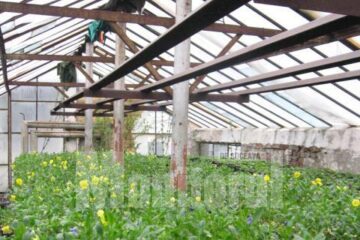 Panseluțe pregătite pentru a fi plantate pe marginea străzilor