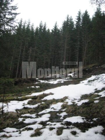 Poiana în care se adună de obicei cocoșii de munte, în perioada împerecherii