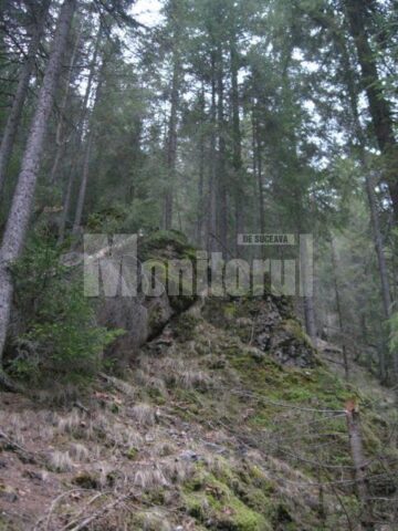 Ursi, cerbi, mistreti, lupi, rasi si cocosi de munte traiesc in salbaticia padurii din zona Barnar