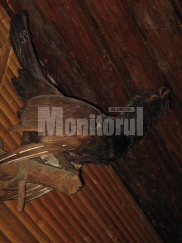 Cocoș de munte - trofeu din cabana Barnar