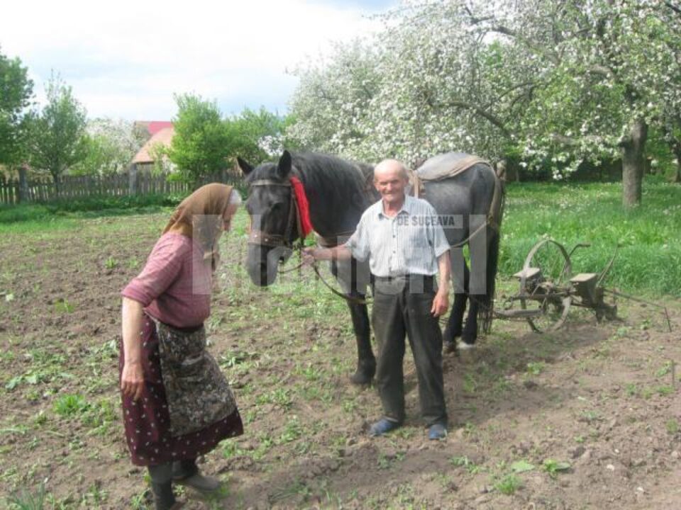 De invidiat: La 82 de ani, seamănă hectare de teren prin sat, cu calul, la preț de criză