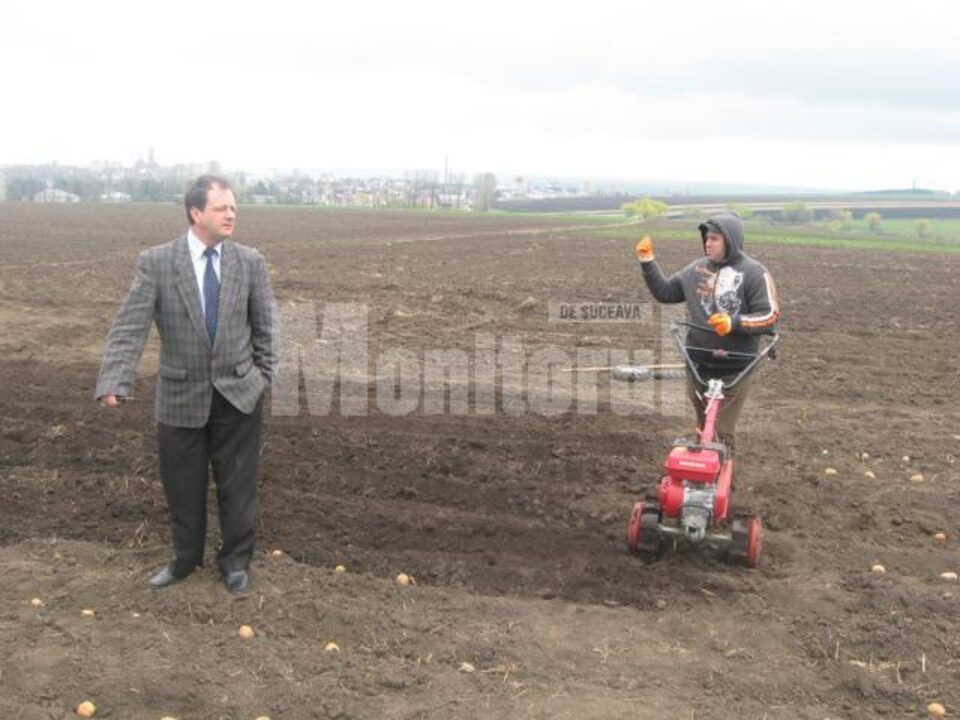 În 2010, doar 30 de hectare de cartofi pentru sămânță