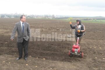 În 2010, doar 30 de hectare de cartofi pentru sămânță