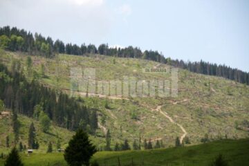 Pădurile din Bazinul Dornelor, defrișate