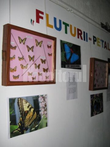 Expoziția Fluturii - petale zburătoare