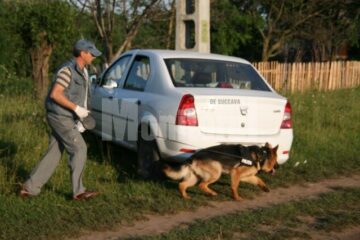 Câinele de urmă, adus de la Rădăuți i-a dus pe polițiști, pe câmp, în direcția comunei Baia