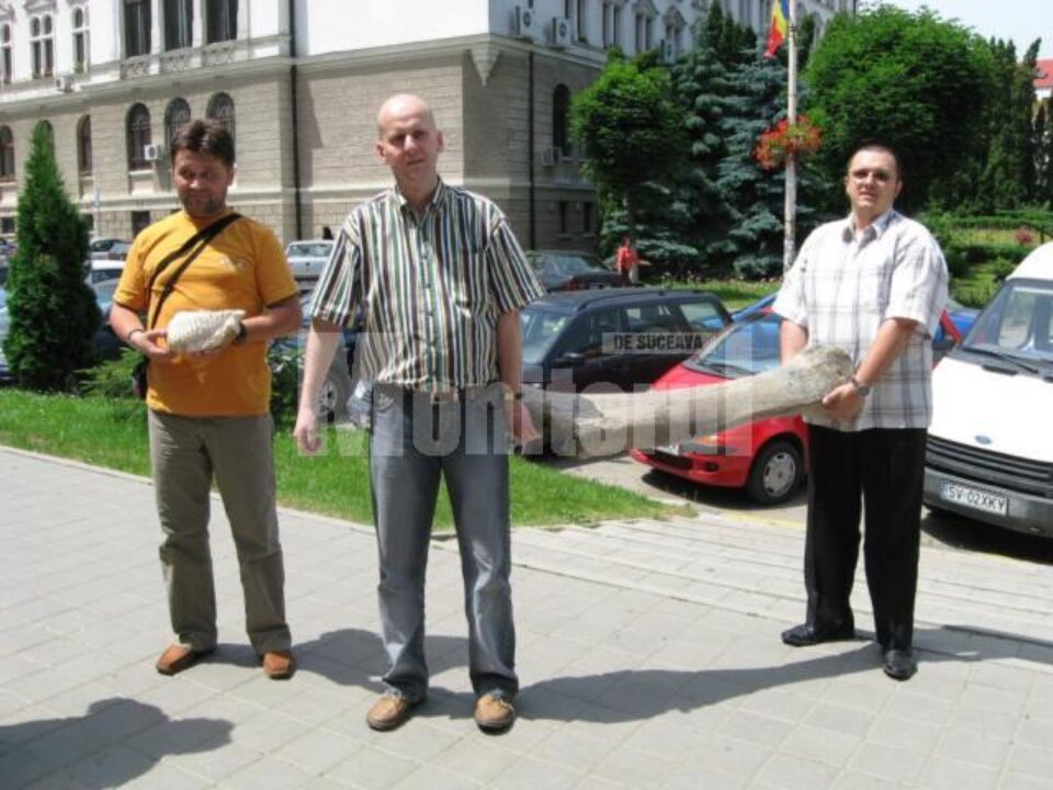 Remarcabilă descoperire paleontologică: Fosile de mamut în albia râului Moldova Remarcabilă descoperire paleontologică: Fosile de mamut în albia râului Moldova