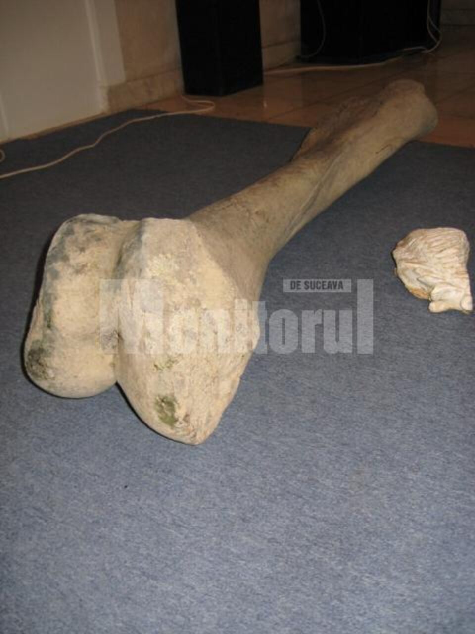 Femurul și măseaua de mamut