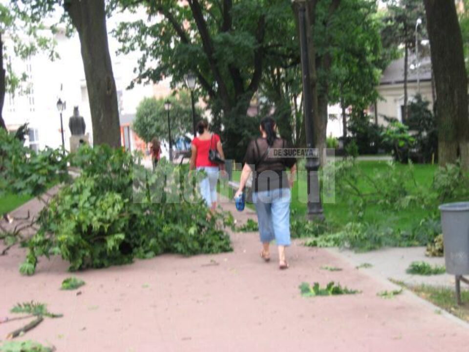 Copaci rupți de furtună, în parcul central al Sucevei