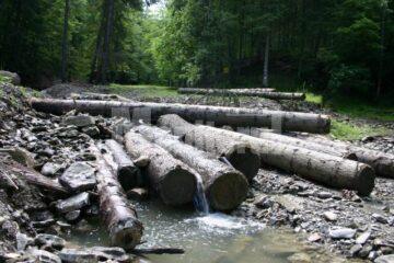 Arbori tăiați ilegal acum mai bine de jumătate de an, stau și degradează într-un pârâu de pe raza Ocolului Silvic Mălini