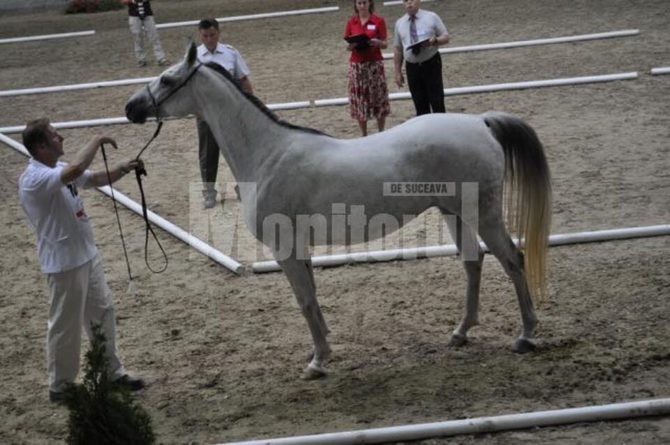 Campionatul European al Rasei Shagya Arab
