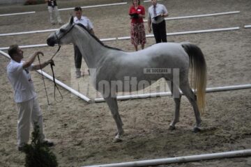 Campionatul European al Rasei Shagya Arab