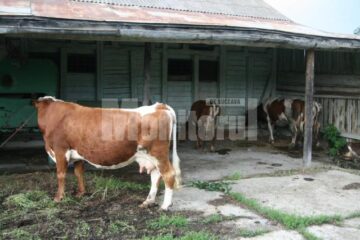 Evacuați cu animalele