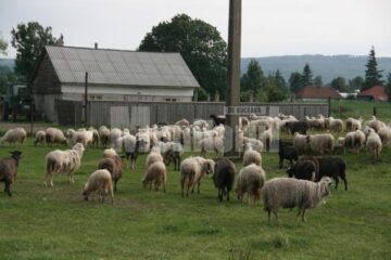 Evacuați cu animalele