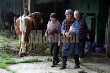 Evacuați cu animalele