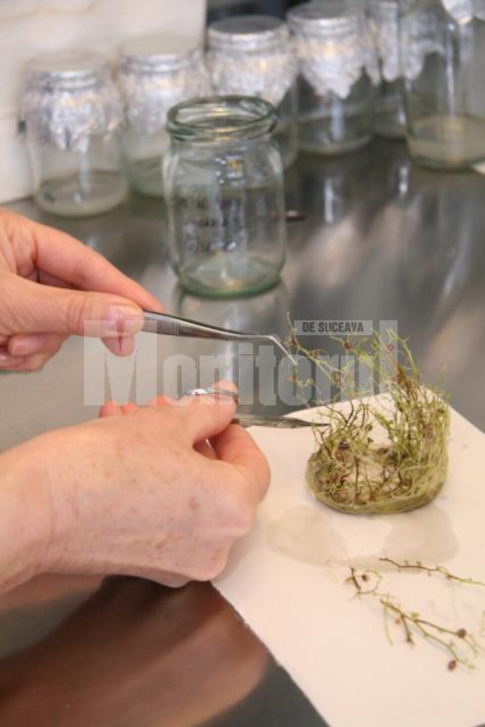 Banca de Gene are o colecție de 17.000 de probe și poate furniza material biologic pentru a fi reintrodus în cultură Banca de Gene are o colecție de 17.000 de probe și poate furniza material biologic pentru a fi reintrodus în cultură