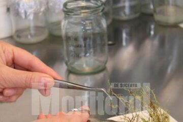 Banca de Gene are o colecție de 17.000 de probe și poate furniza material biologic pentru a fi reintrodus în cultură