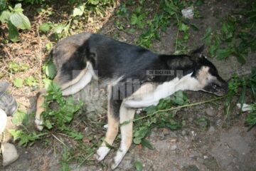 Aberant: În Suceava, otrava se procură mai ușor ca algocalminul