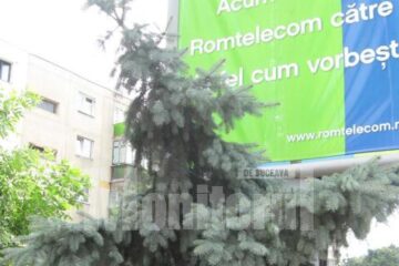 Brad argintiu ciunțit pentru a se vedea panoul publicitar recent montat