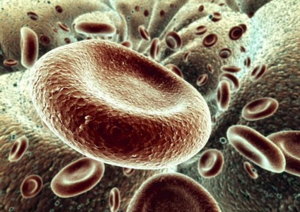 Succes: Celule hepatice au fost obținute din celule sușă provenind din piele Succes: Celule hepatice au fost obținute din celule sușă provenind din piele