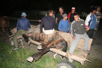 Caz rezolvat: calul a ajuns din nou în ograda celui care l-a lăsat în drum