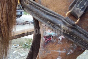 Rănile cumplite ale calului prăbușit vinerea trecută în Piata angros din Burdujeni