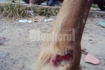 Rănile cumplite ale calului prăbușit vinerea trecută în Piata angros din Burdujeni