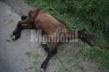 Calul subnutrit și foarte probabil bătut fără milă, abandonat de proprietarul său și lăsat să moară la marginea drumului spre Mănăstirea Dragomirna