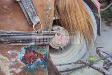 Rănile cumplite ale calului prăbușit vinerea trecută în Piata angros din Burdujeni