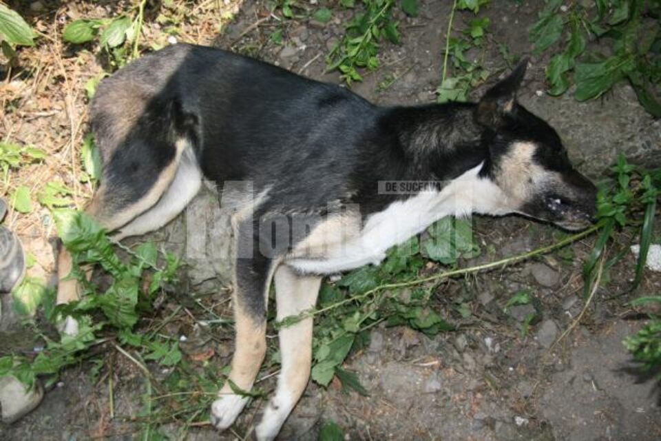 Câine otăvit
