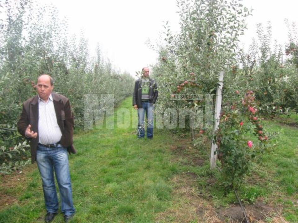 Situație: Merele de Fălticeni, culese de forță de muncă din județele vecine, în lipsa celei locale