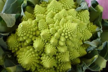 Broccoli