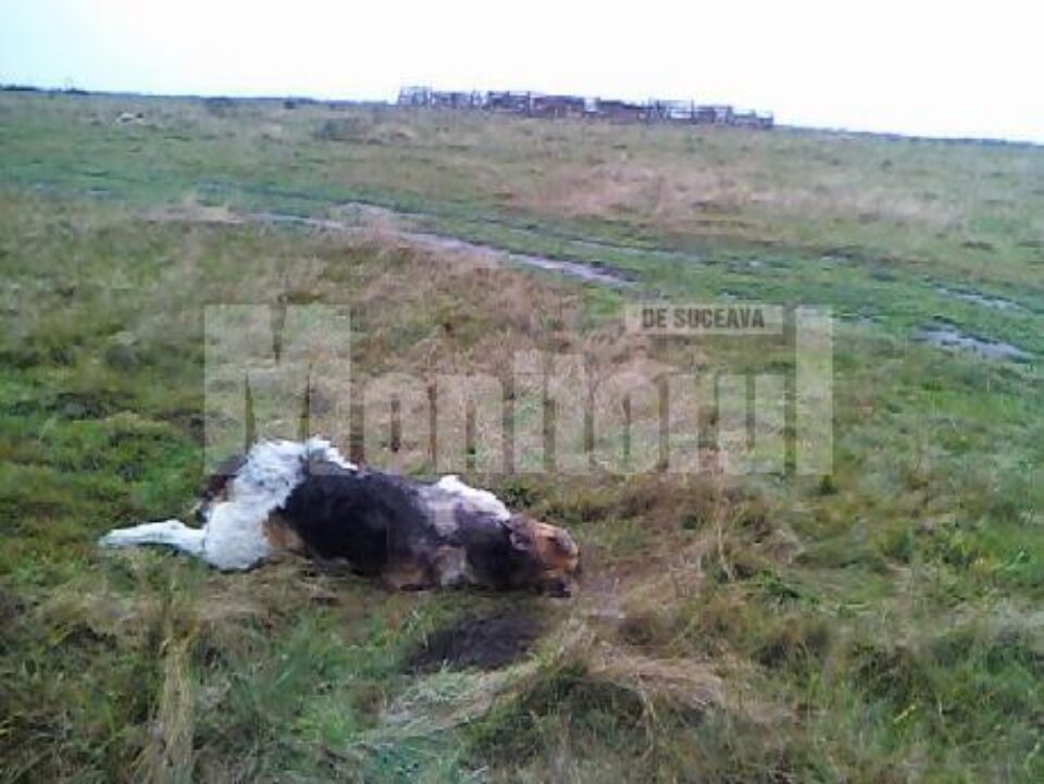 Câinii ciobănești de la o stână au fost împușcați cu o armă de vânătoare