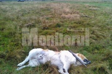 Câinii ciobănești de la o stână au fost împușcați cu o armă de vânătoare
