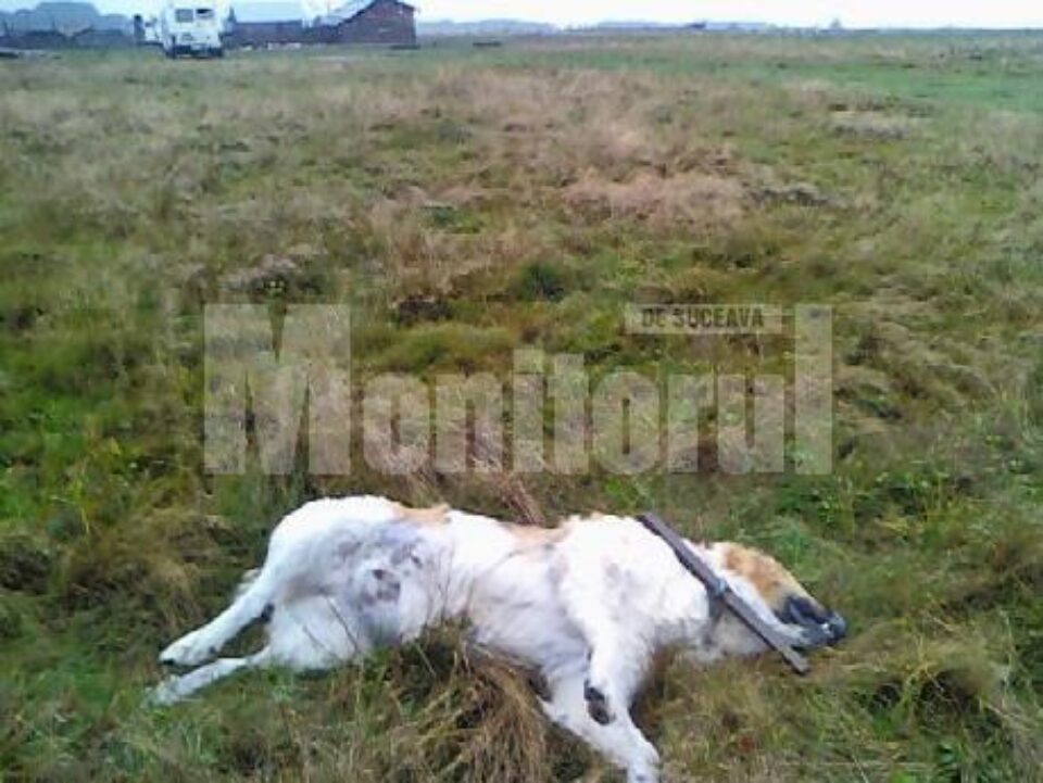 Câinii ciobănești de la o stână au fost împușcați cu o armă de vânătoare